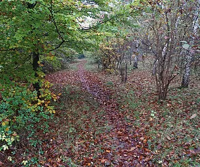 Autumnal path in the Glyme valley