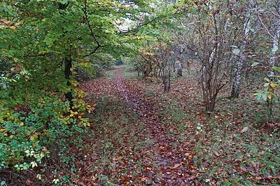 Autumnal path in the Glyme valley