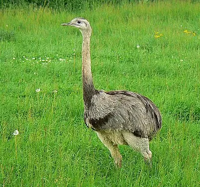 Rhea, Roves Farm, Sevenhampton Roves Farm is a diversified, extensively farmed operation whose primary profit centre is leisure and recreation. Among the livestock kept here is the rhea, one of a pair, although this one was on its own at the time. They were hatched in 2005. They can't fly but can run quite fast. Although similar to the ostrich they are smaller (about 1.5 metres tall) and have two toes on each foot whereas the ostrich has three. They are native to South America.