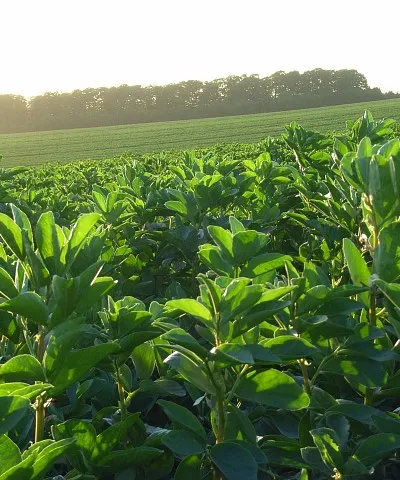 Broad beans, Fawley A large field of the crop leads to a belt of trees on the Fawley / East Garston parish boundary.
