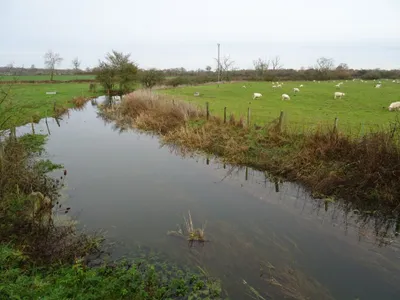 Braydon Brook