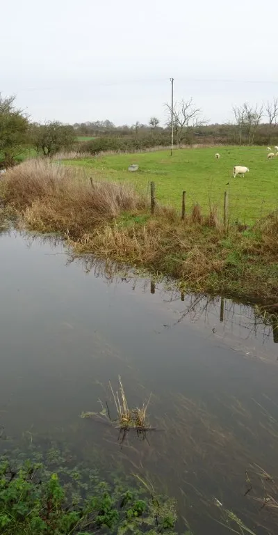 Braydon Brook