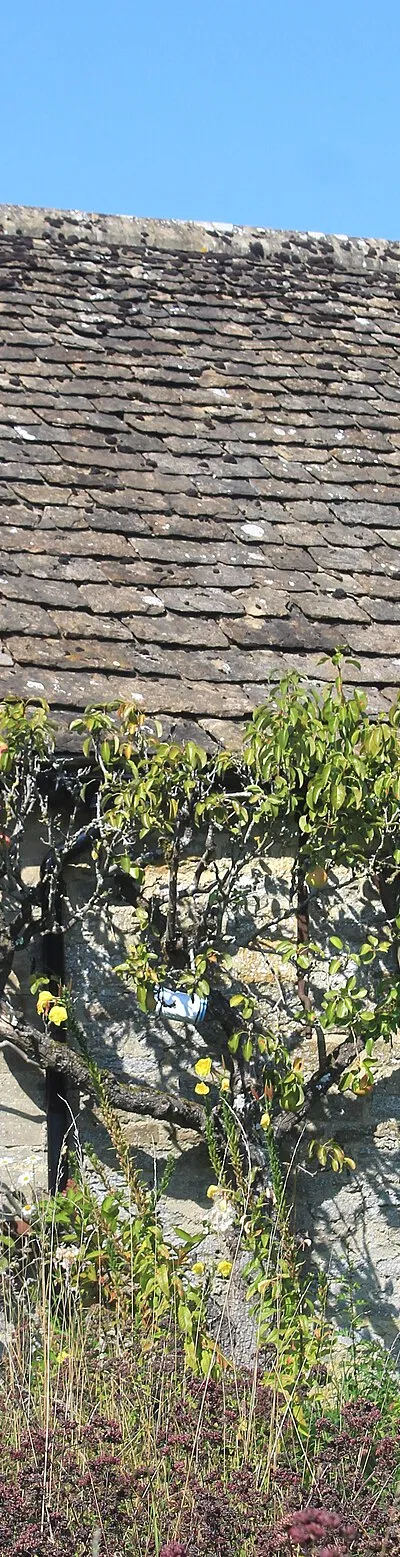 Apple Tree by the Door