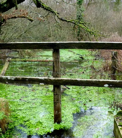 A Cotswold stream, 2