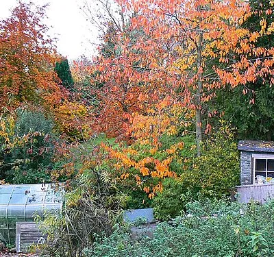 A garden in Bishopstone, Swindon This is a view north from the main road through the village opposite the pond. A pleasant mix of autumnal colours is present in a garden that isn't manicured to within an inch of its life.
