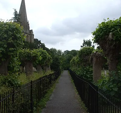Avenue of polled lime trees