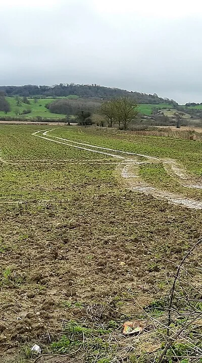 Cereal crop and tram lines
