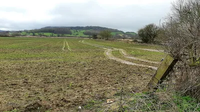 Cereal crop and tram lines