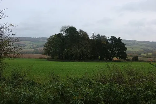 Copse by Corndean Lane