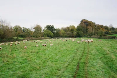 A field full of sheep
