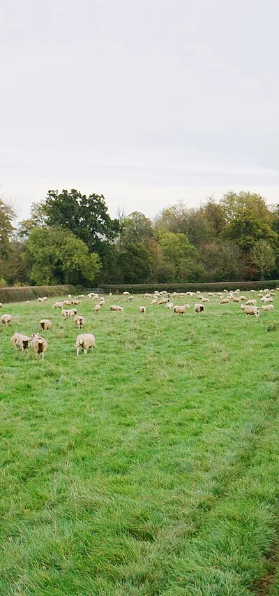A field full of sheep