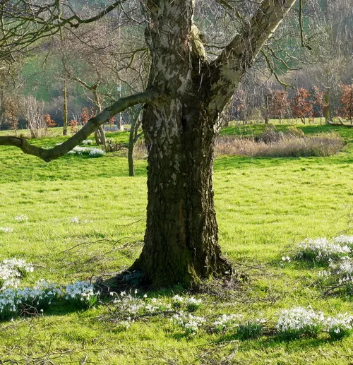 Haines Green