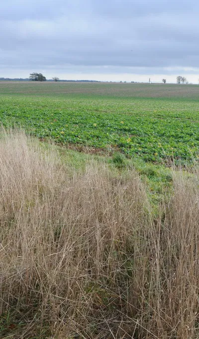 Arable land - North Cerney