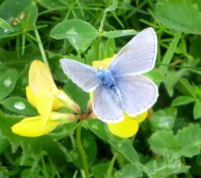 Common Blue Butterfly Male