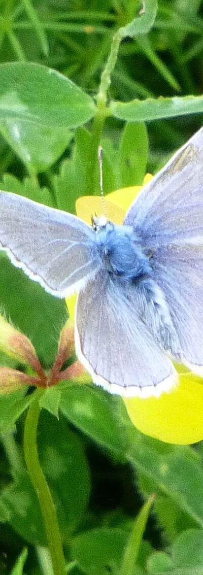 Common Blue Butterfly Male