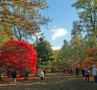 Admiring the Autumn Colours at Westonbirt Arboretum