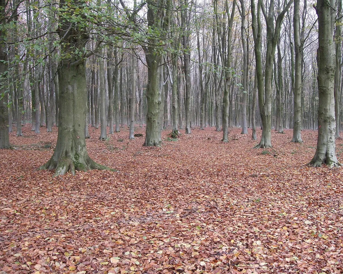 Beech trees, West Woods