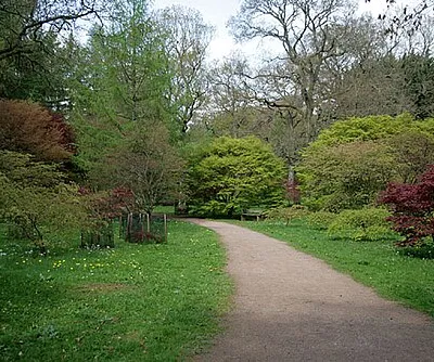 Acers galore