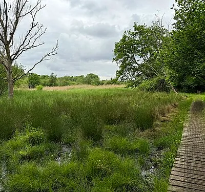 Boardwalk through Parsonage Moor Nature Reserve