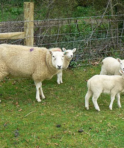 Ewe and lambs, Tetbury Upton Healthy looking stock as best I can judge. They weren't quite as skittish as they usually are.