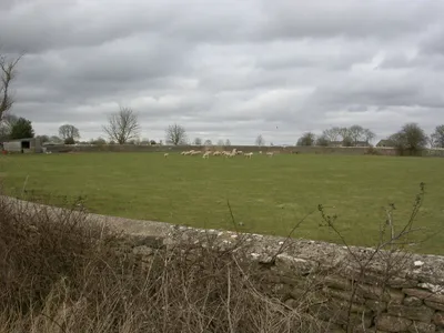 Avening, sheep grazing