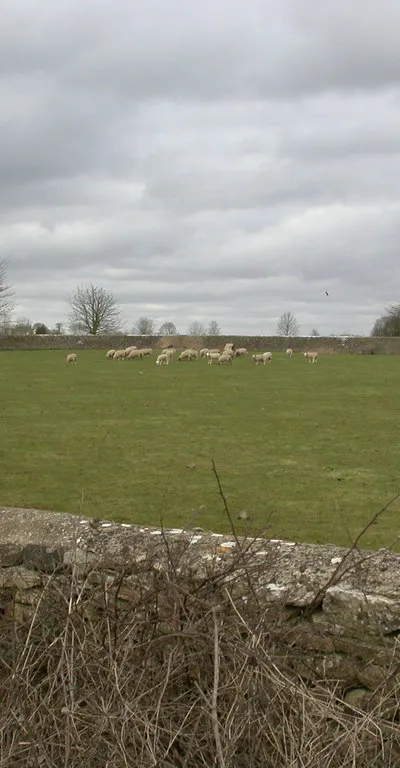 Avening, sheep grazing
