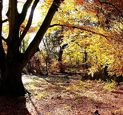 Beech tree, Savernake Forest, Wiltshire
