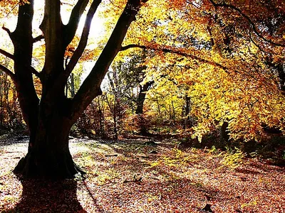 Beech tree, Savernake Forest, Wiltshire