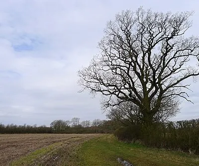 An oak tree near Songar Rough