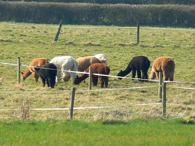 Alpacas near Oak Farm They make a change from sheep. These creatures originate in the gentle pastures of the Andes mountains but have been successfully introduced into the harsh and inhospitable conditions of lowland north Wiltshire