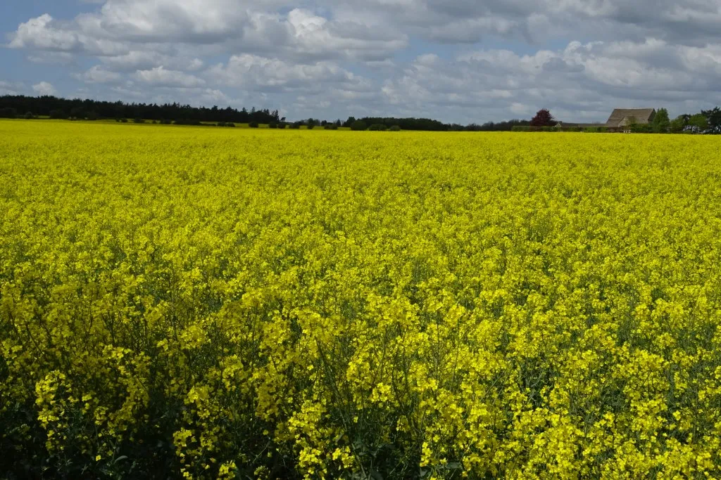 A field of oilseed rape