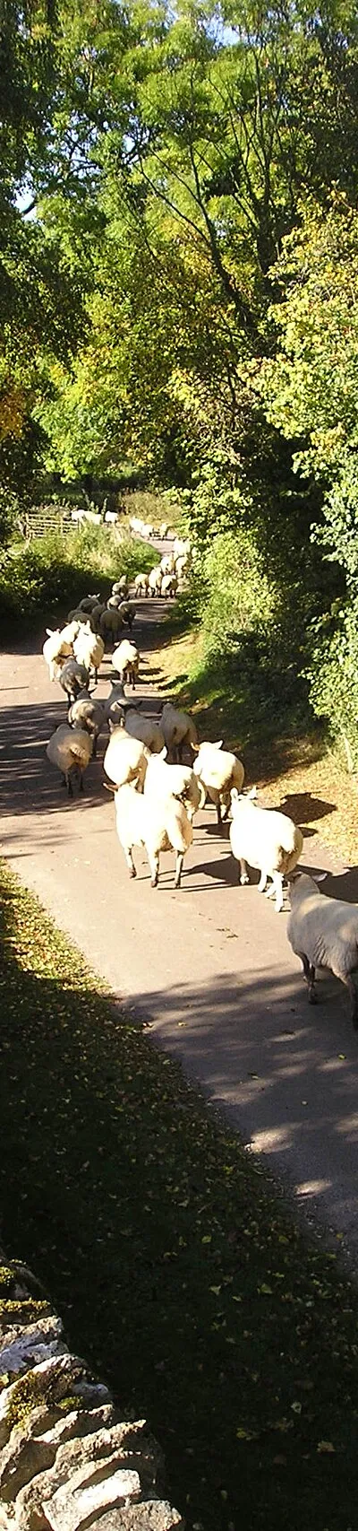 A Gentle Stroll