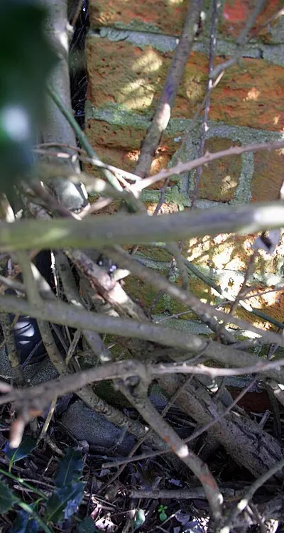 Benchmark behind a holly bush on Hyde Farm Cottage