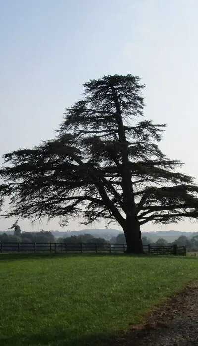 Cedar tree at Queenhill