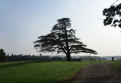 Cedar tree at Queenhill