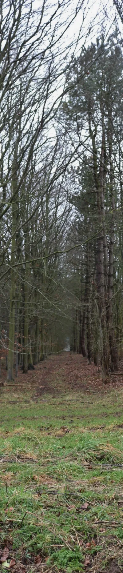Avenue of trees by Catmore Road, Lilley