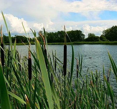 Bullrushes, coots and water, near South Cerney Close-up of Typha latifolia with Fulica atra in the H2O. All in a reclaimed gravel pit now part of the Cotswold Water Park.
