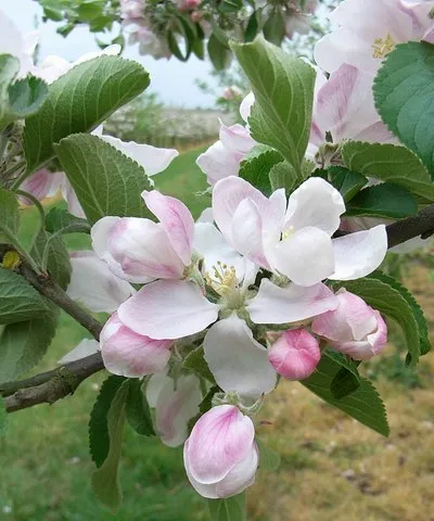 Apple blossom (2)