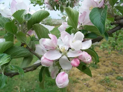 Apple blossom (2)