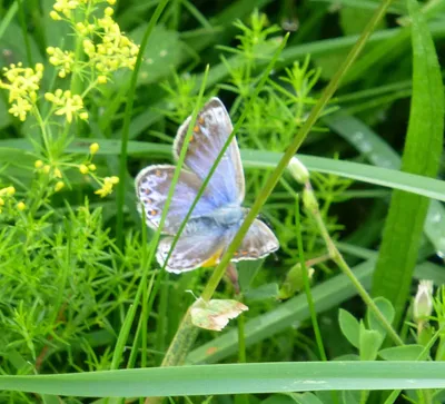 Common Blue Butterfly Female