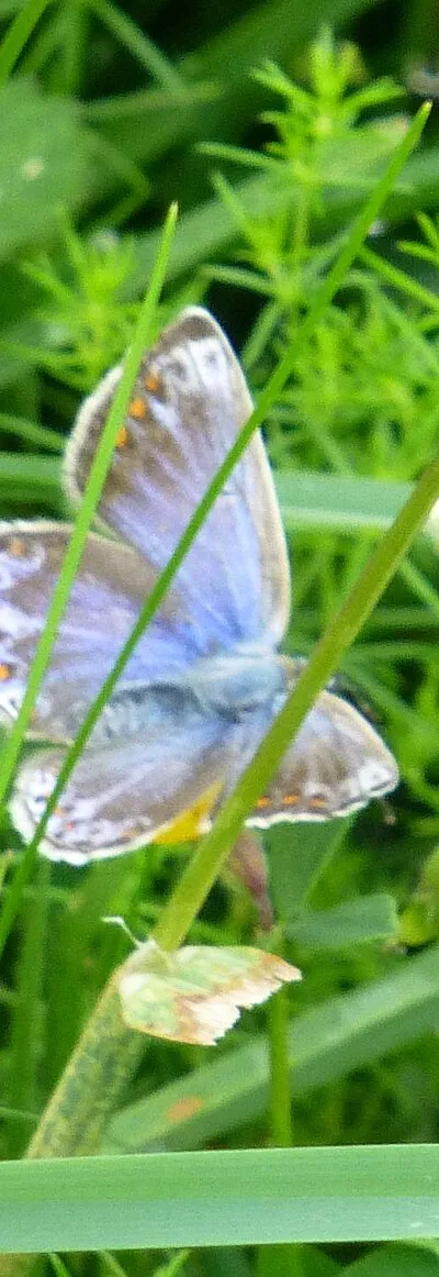 Common Blue Butterfly Female