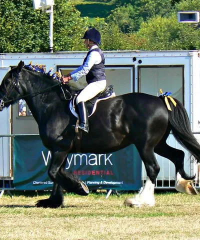 Black horse, White Horse Country Show, Uffington 2016