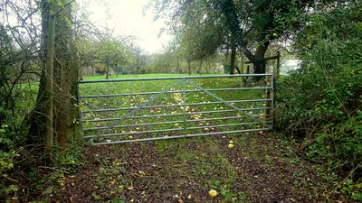 Apples on the ground at Wickridge Street