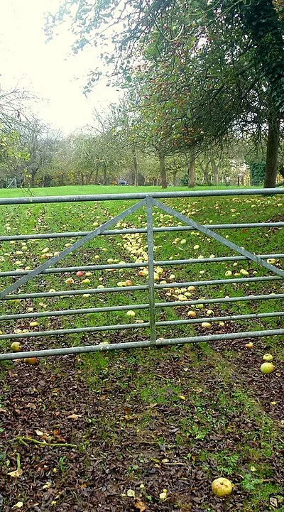 Apples on the ground at Wickridge Street