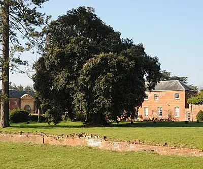 A holm oak