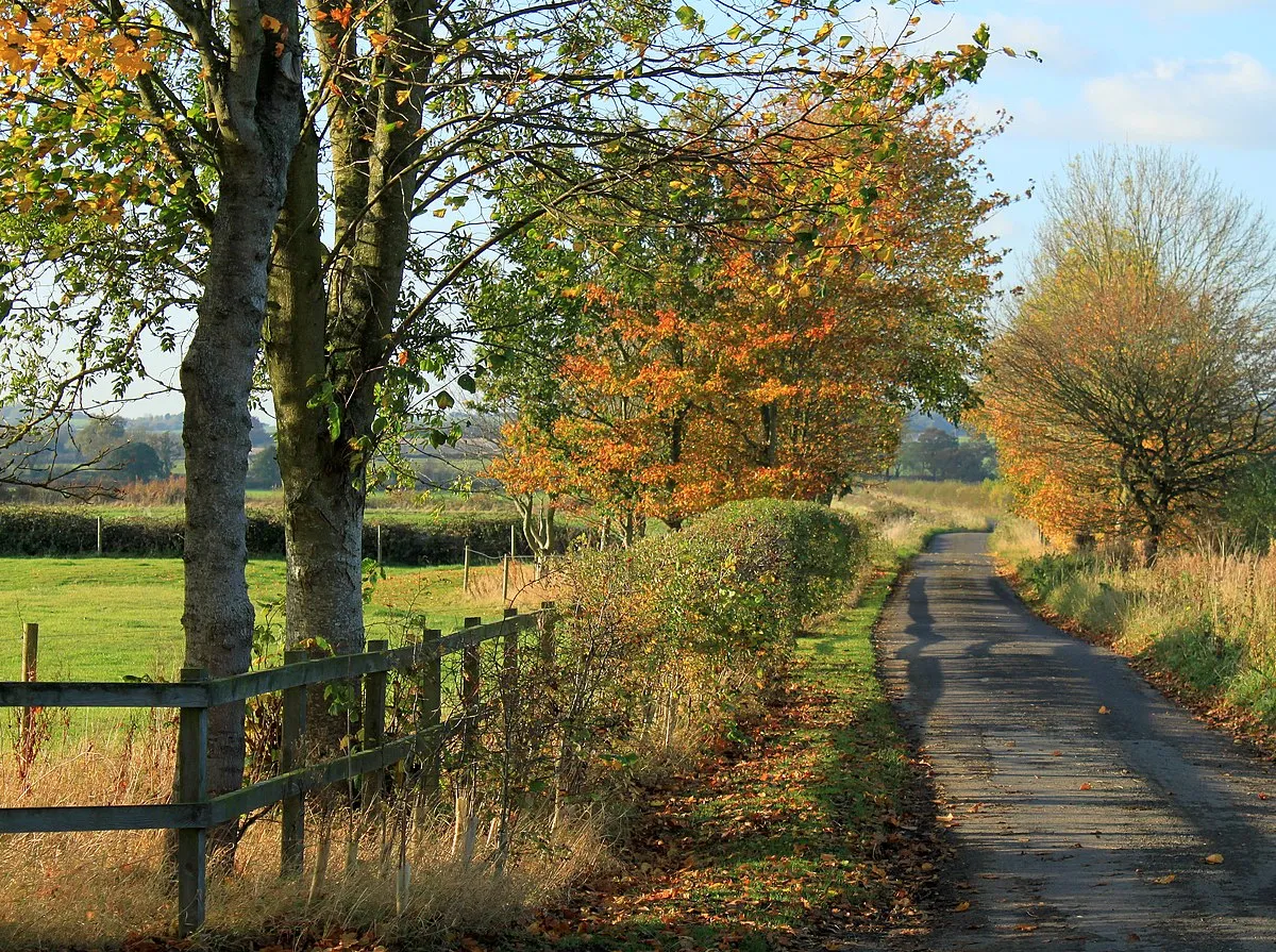2011 : Autumn on Highway Common