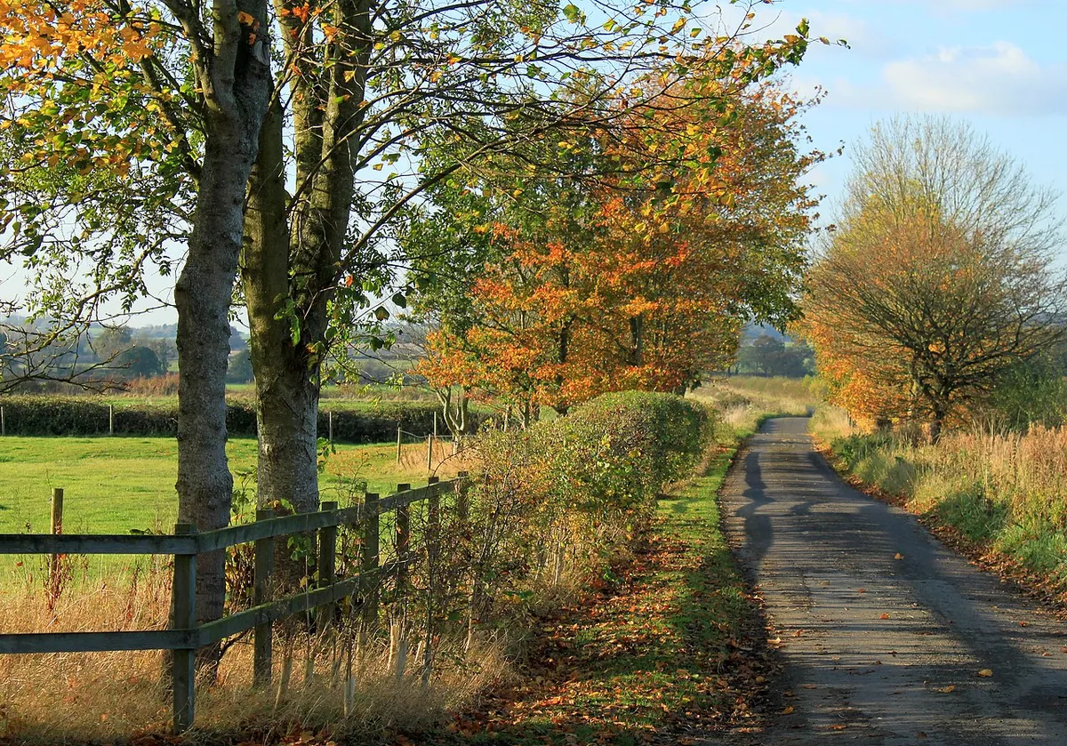 2011 : Autumn on Highway Common