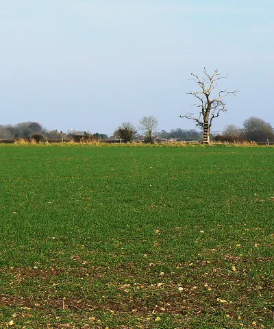 Field and a dead tree The deceased tree has a ladder attached to it. The crop in the foreground is probably cereal.