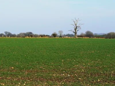 Field and a dead tree The deceased tree has a ladder attached to it. The crop in the foreground is probably cereal.