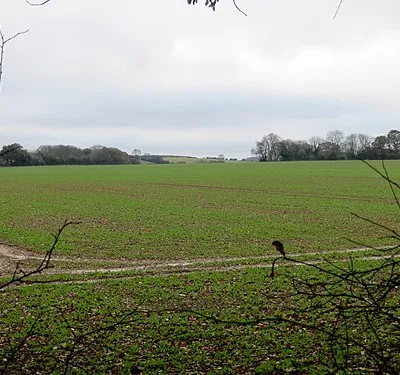 Field beside the wood - Nov 2012